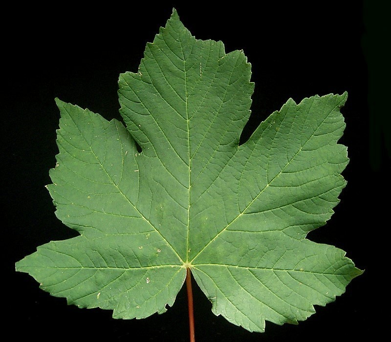 Berg-Ahorn - Acer pseudoplatanus | Trachtfliessband